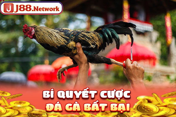 Đá Gà Cựa Sắt - Loại Hình Chọi Kê Hấp Dẫn Không Thể Bỏ Lỡ - Hexor Đá Gà Cựa Sắt - Loại Hình Chọi Kê Hấp Dẫn Không Thể Bỏ Lỡ - Hexor