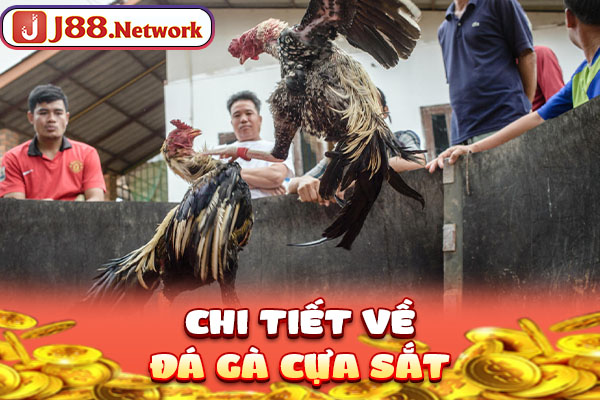 Đá Gà Cựa Sắt - Loại Hình Chọi Kê Hấp Dẫn Không Thể Bỏ Lỡ - Hexor Đá Gà Cựa Sắt - Loại Hình Chọi Kê Hấp Dẫn Không Thể Bỏ Lỡ - Hexor
