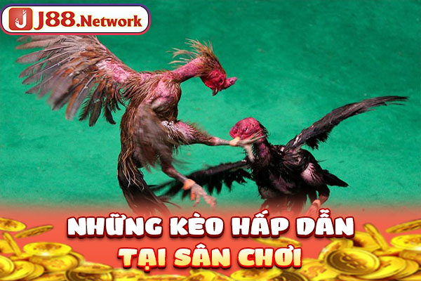 Đá Gà Cựa Sắt - Loại Hình Chọi Kê Hấp Dẫn Không Thể Bỏ Lỡ - Hexor Đá Gà Cựa Sắt - Loại Hình Chọi Kê Hấp Dẫn Không Thể Bỏ Lỡ - Hexor