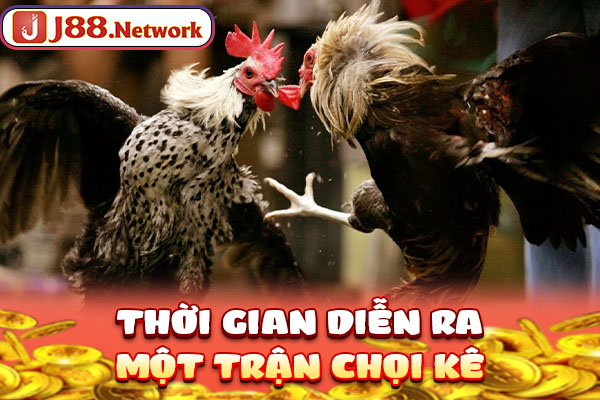 Đá Gà Nòi – Tìm Hiểu Từ A Đến Z Về Thể Loại Chọi Kê Hấp Dẫn - Hexor Đá Gà Nòi – Tìm Hiểu Từ A Đến Z Về Thể Loại Chọi Kê Hấp Dẫn - Hexor