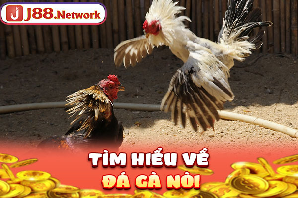 Đá Gà Nòi – Tìm Hiểu Từ A Đến Z Về Thể Loại Chọi Kê Hấp Dẫn - Hexor Đá Gà Nòi – Tìm Hiểu Từ A Đến Z Về Thể Loại Chọi Kê Hấp Dẫn - Hexor