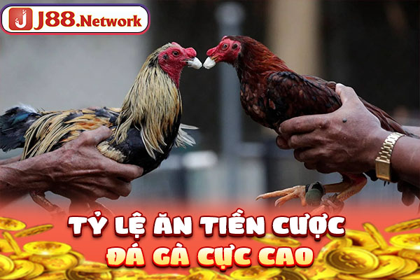 Đá Gà SV128 | Địa Điểm Chất Lượng Đáng Đầu Tư Nhất 2026 - Hexor Đá Gà SV128 | Địa Điểm Chất Lượng Đáng Đầu Tư Nhất 2026 - Hexor