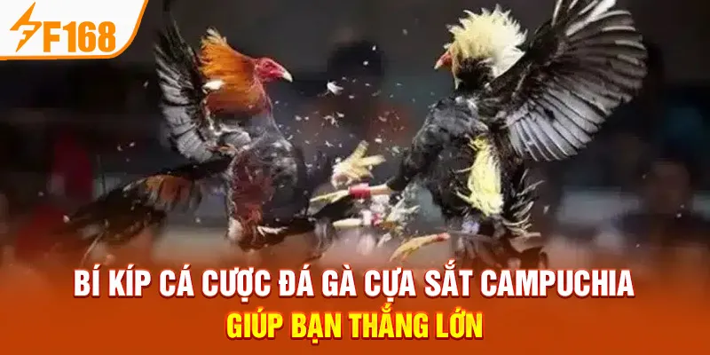 Đá Gà Cựa Sắt Campuchia Tại F168 – Luật Chơi & Mẹo Thắng Lớn - Hexor