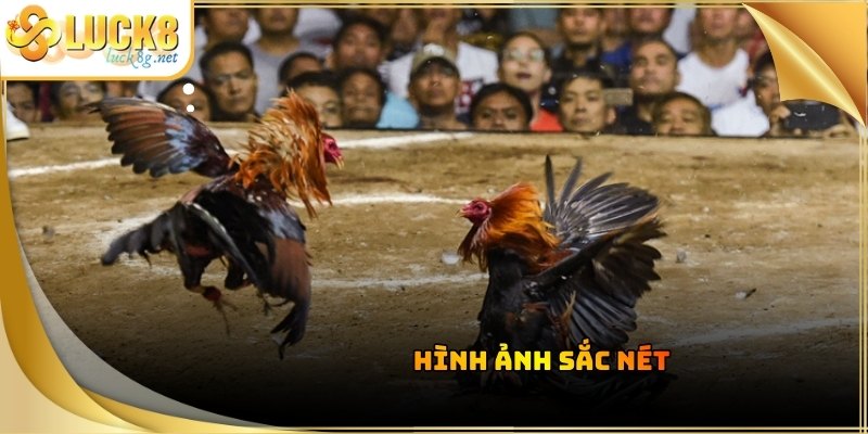 Đá Gà Luck8 - Trận Đấu Chọi Kê Kịch Tính Đỉnh Cao Hiện Nay - Hexor